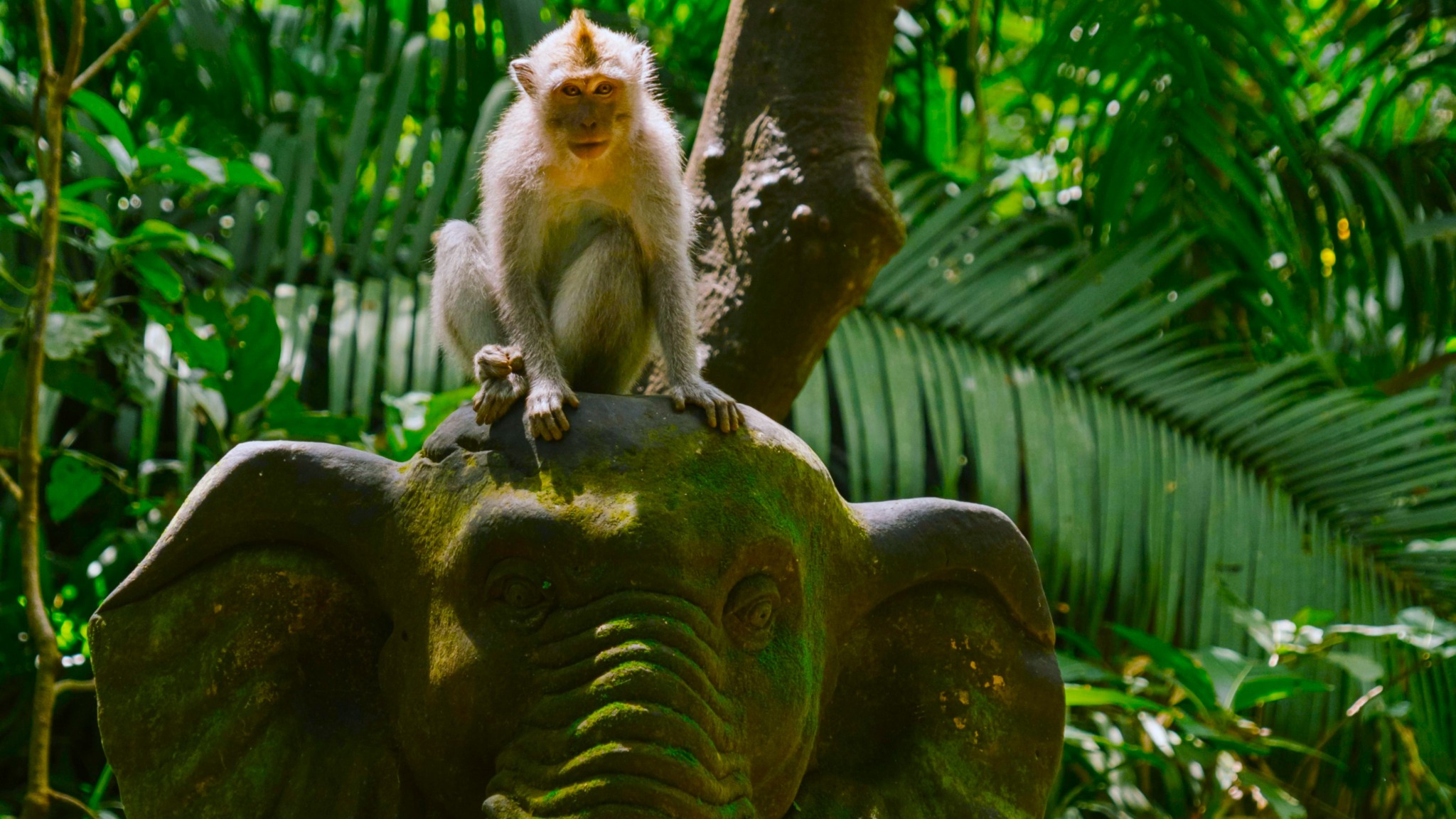 Sacred Monkey River & Balinese Water Purification